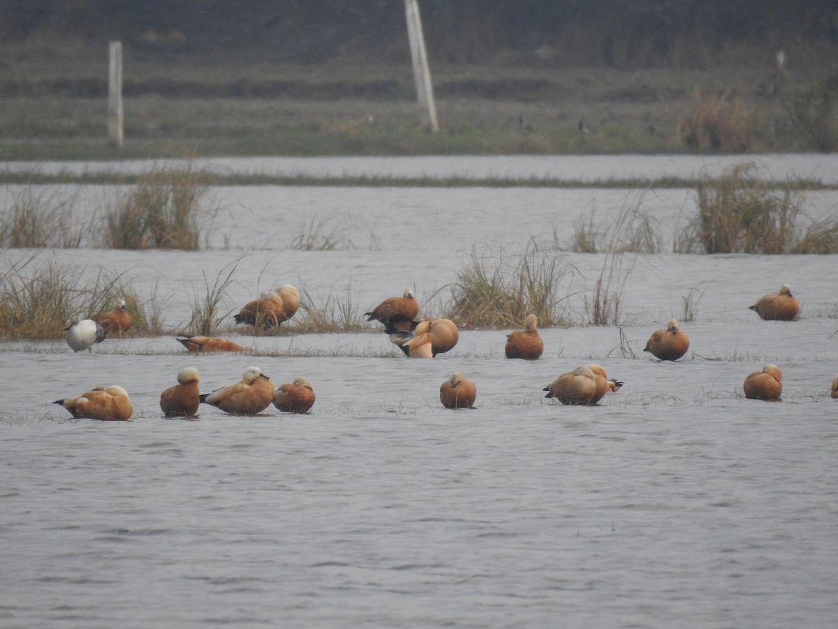 Огарь - ML646169577