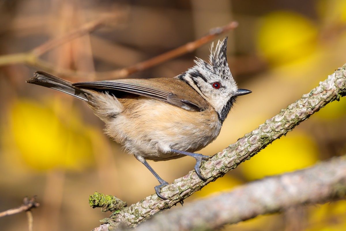 Хохлатая синица - ML646169579