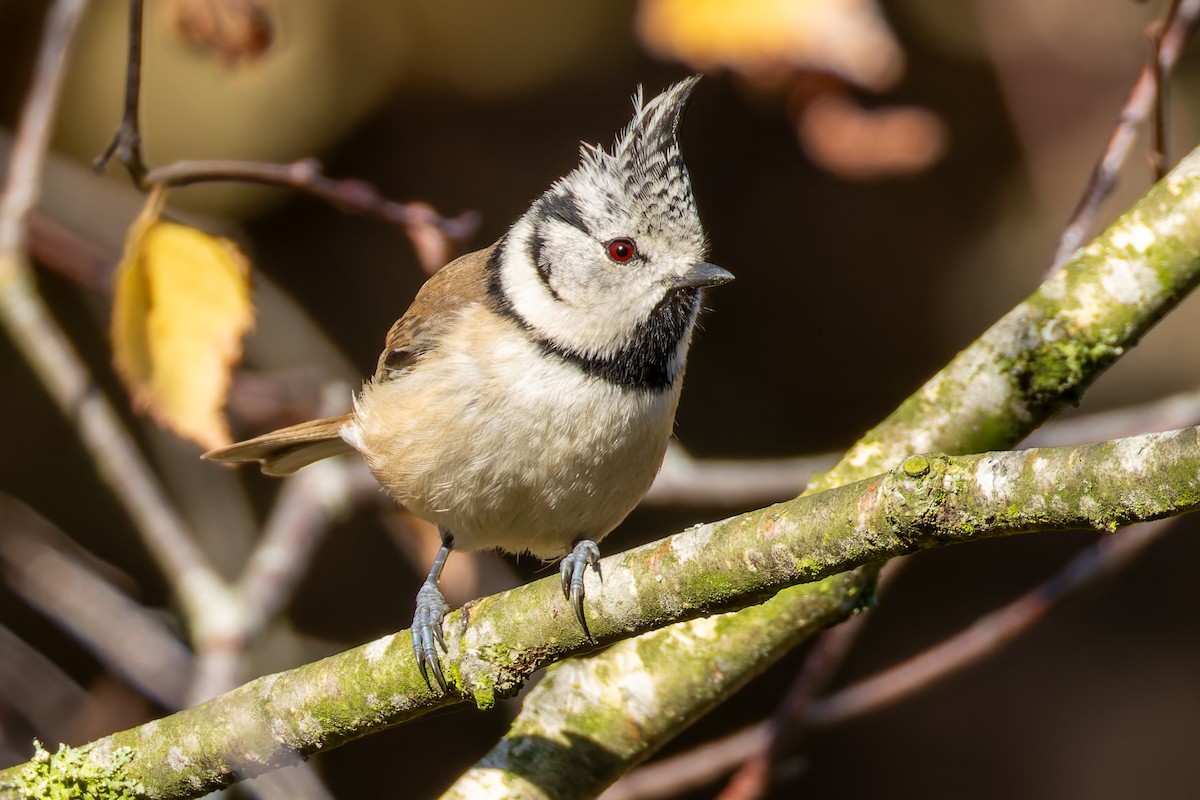 Хохлатая синица - ML646169581