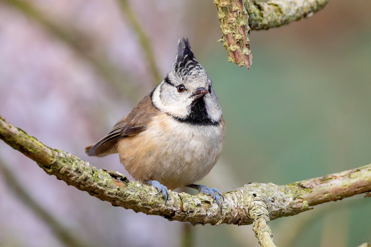 Хохлатая синица - ML646169582