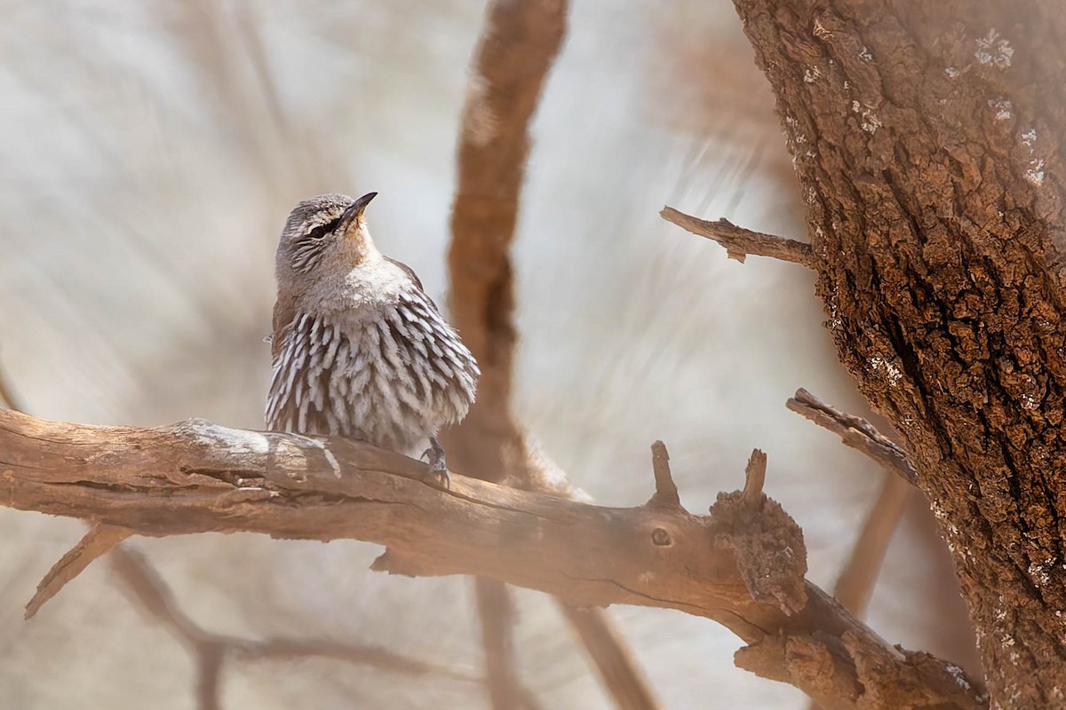 Белобровая ложнопищуха - ML646169583