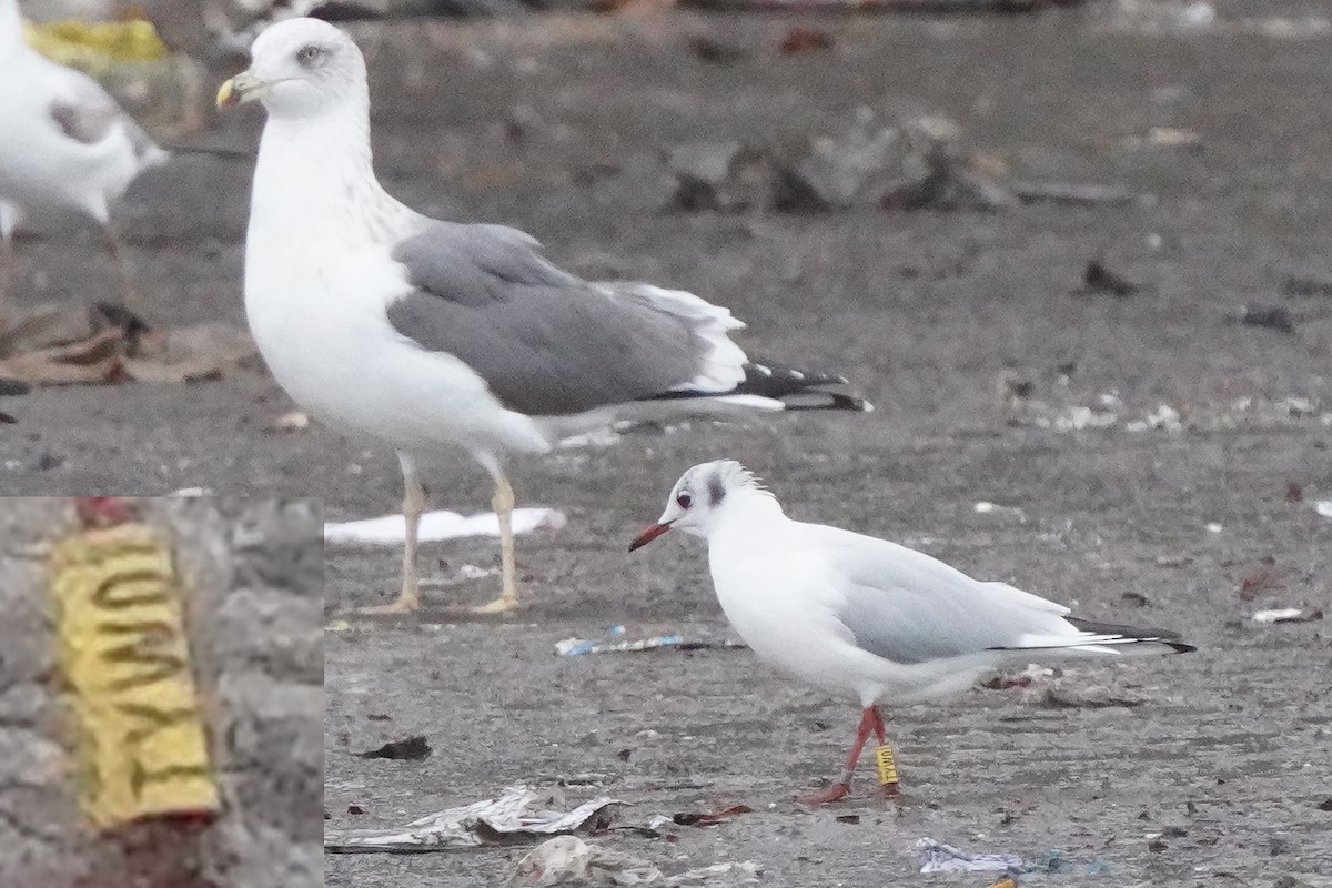 Озёрная чайка - ML646169584