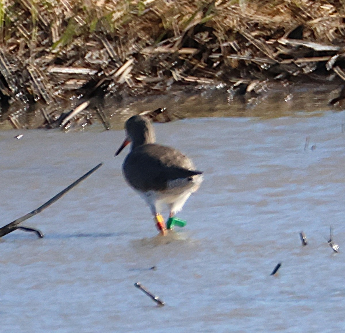 Травник - ML646169594