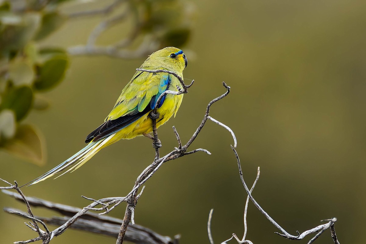 Украшенный травяной попугайчик - ML646169595