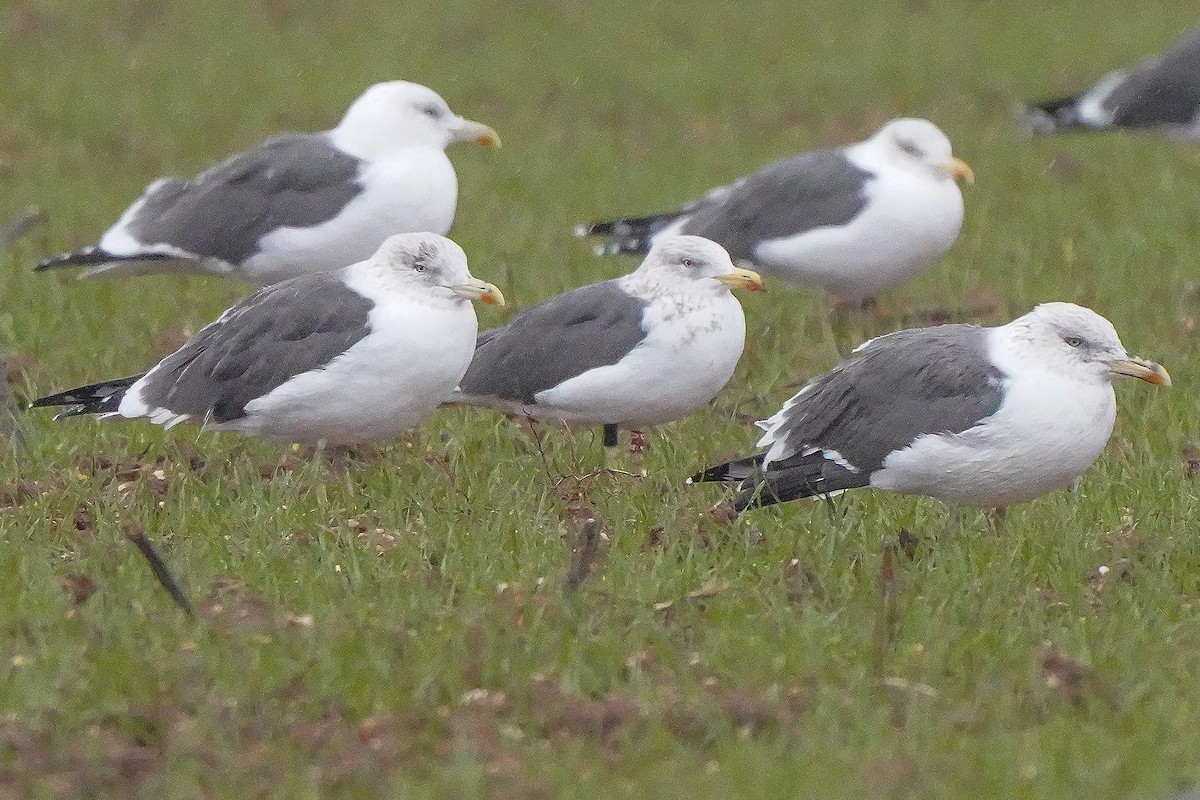 Клуша - ML646169596