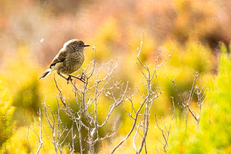 Тонкоклювая шипоклювка - ML646169597