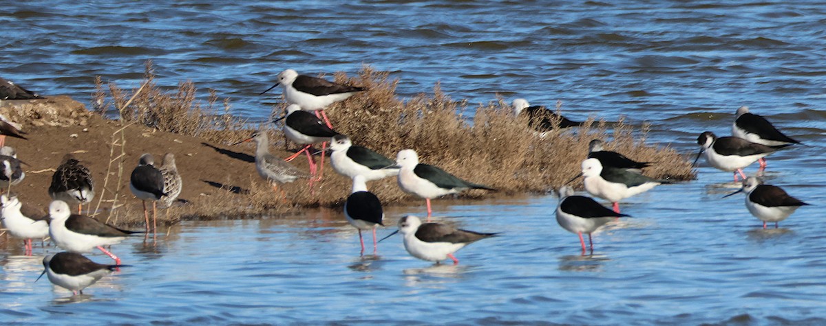 Щёголь - ML646169598