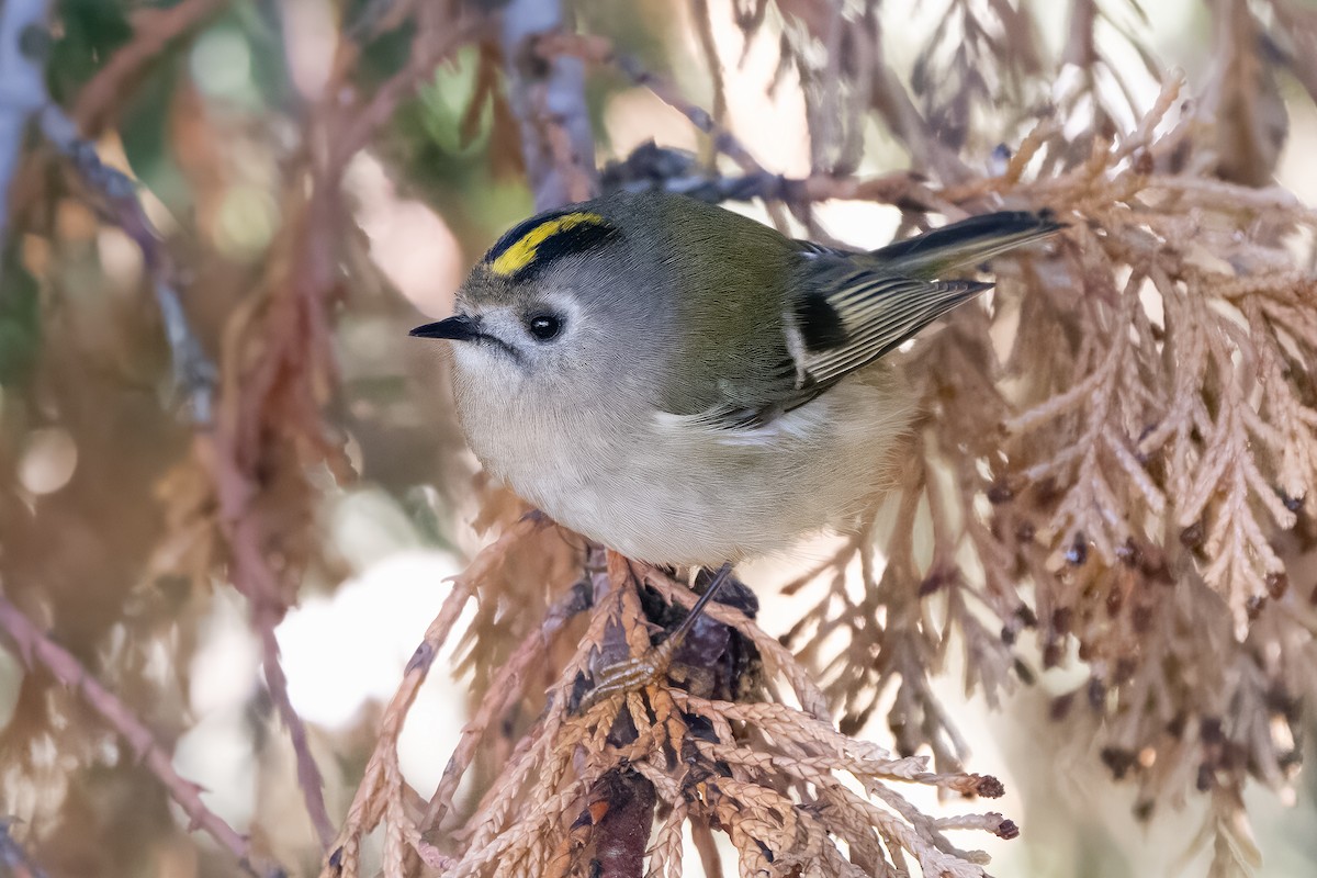 Желтоголовый королёк - ML646169599