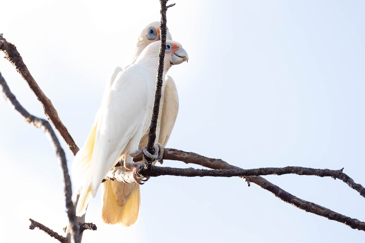 Западный какаду - ML646169600