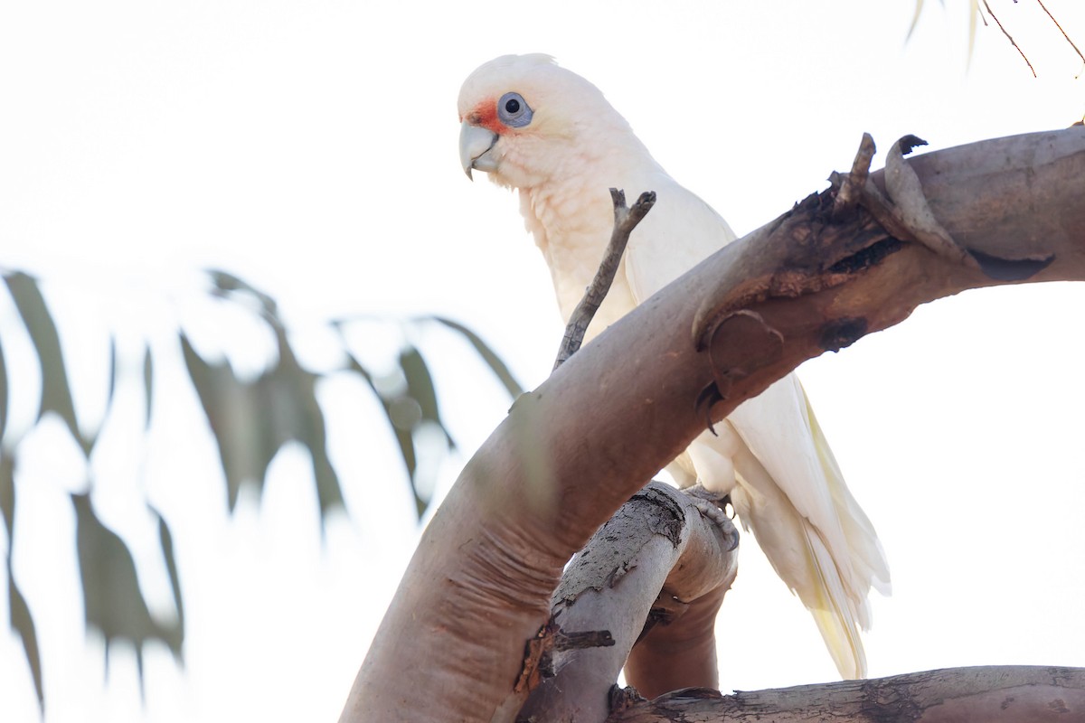 Западный какаду - ML646169601