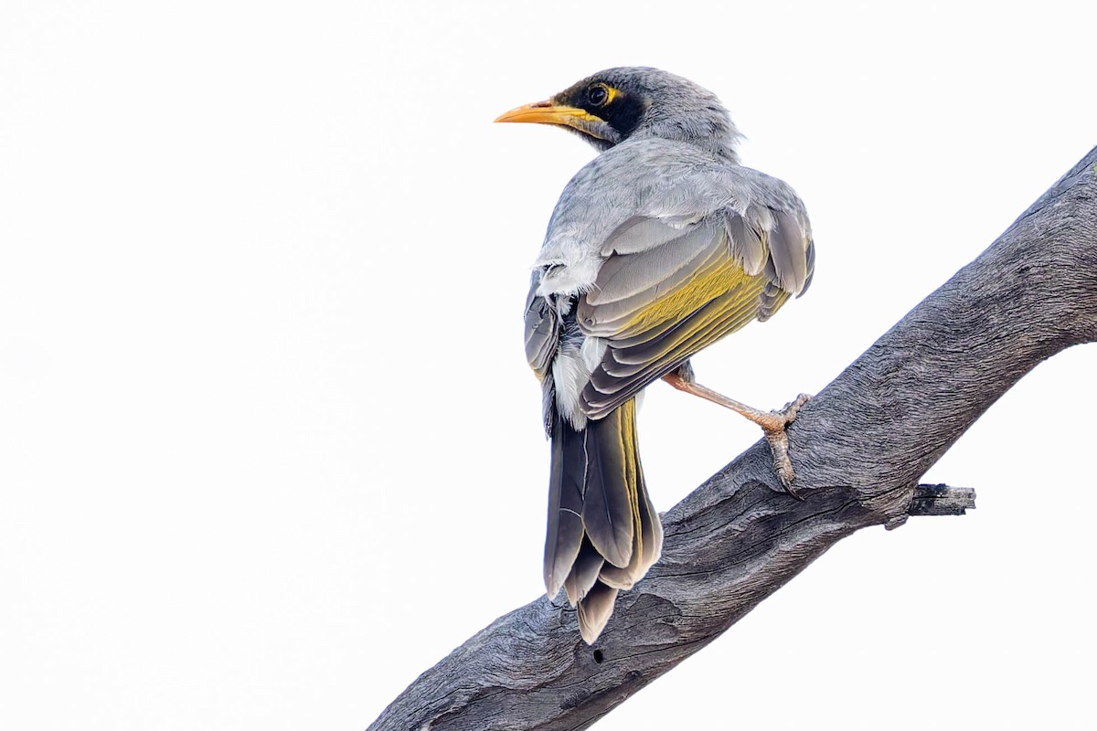 Желтогорлая манорина - ML646169608