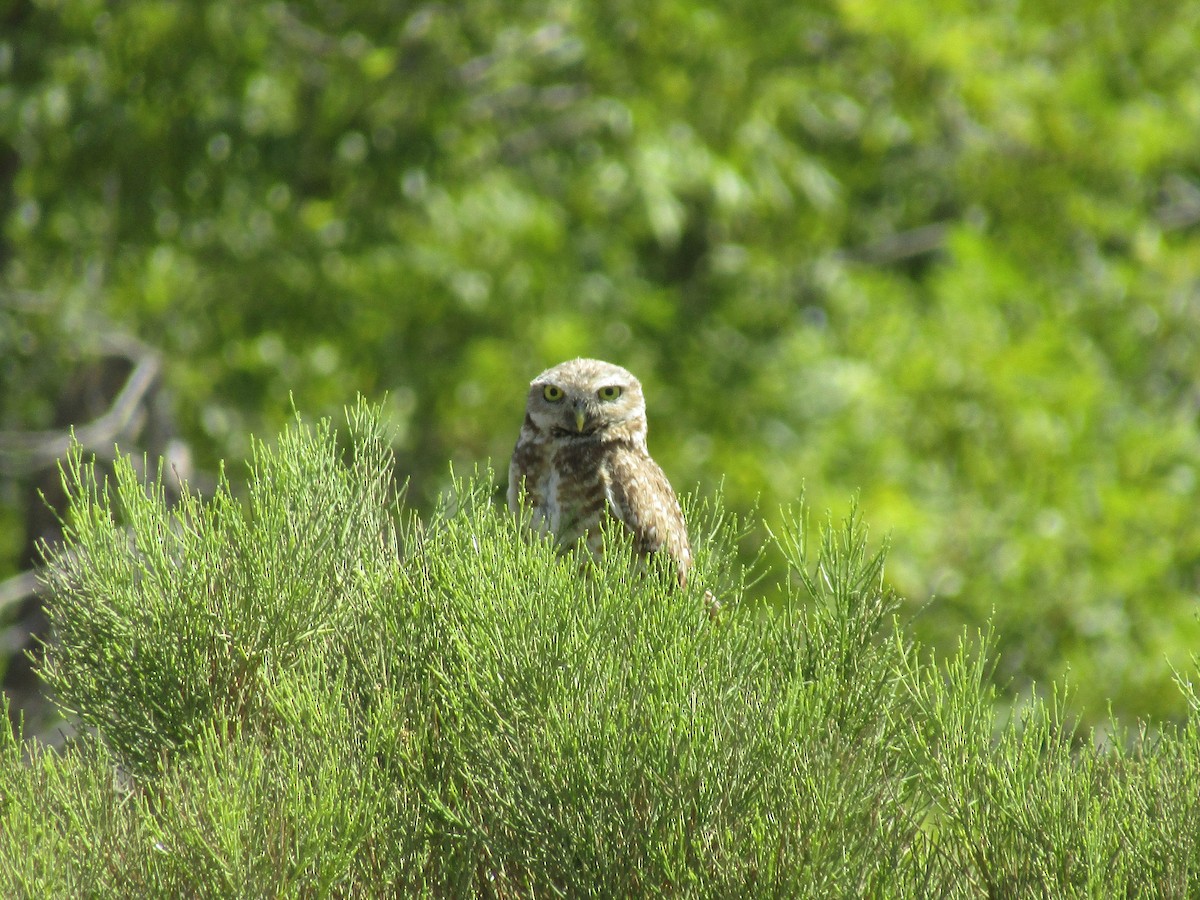 Burrowing Owl - ML646169611