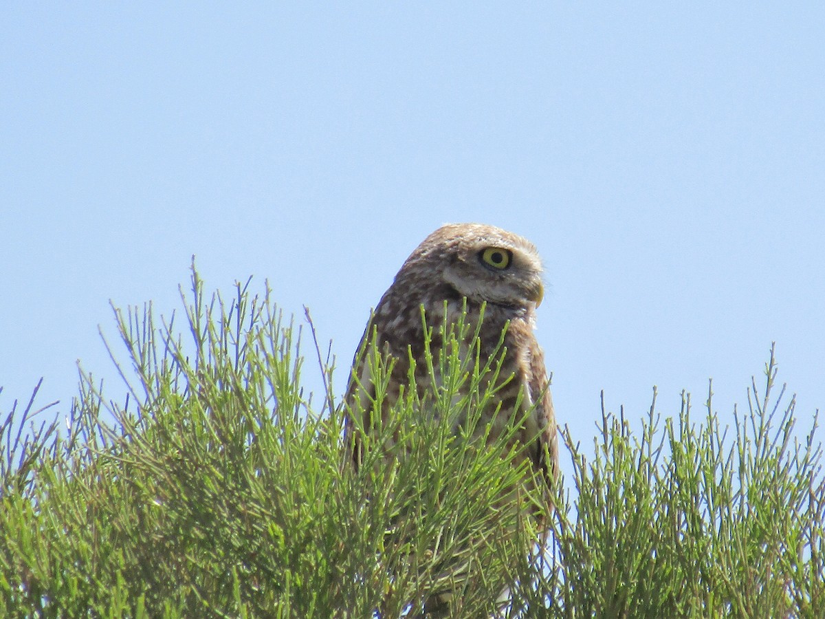 Burrowing Owl - ML646169612
