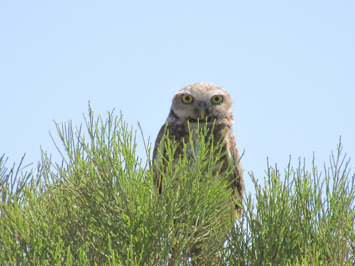 Burrowing Owl - ML646169613