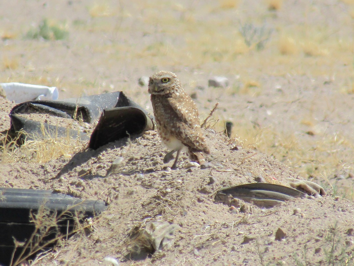 Burrowing Owl - ML646169614