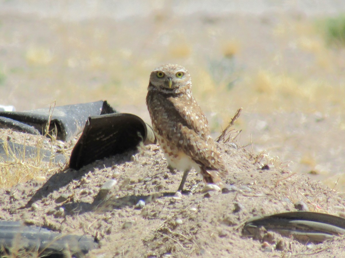 Burrowing Owl - ML646169615