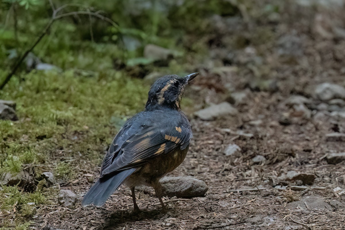 Turuncu Ardıç - ML646169621