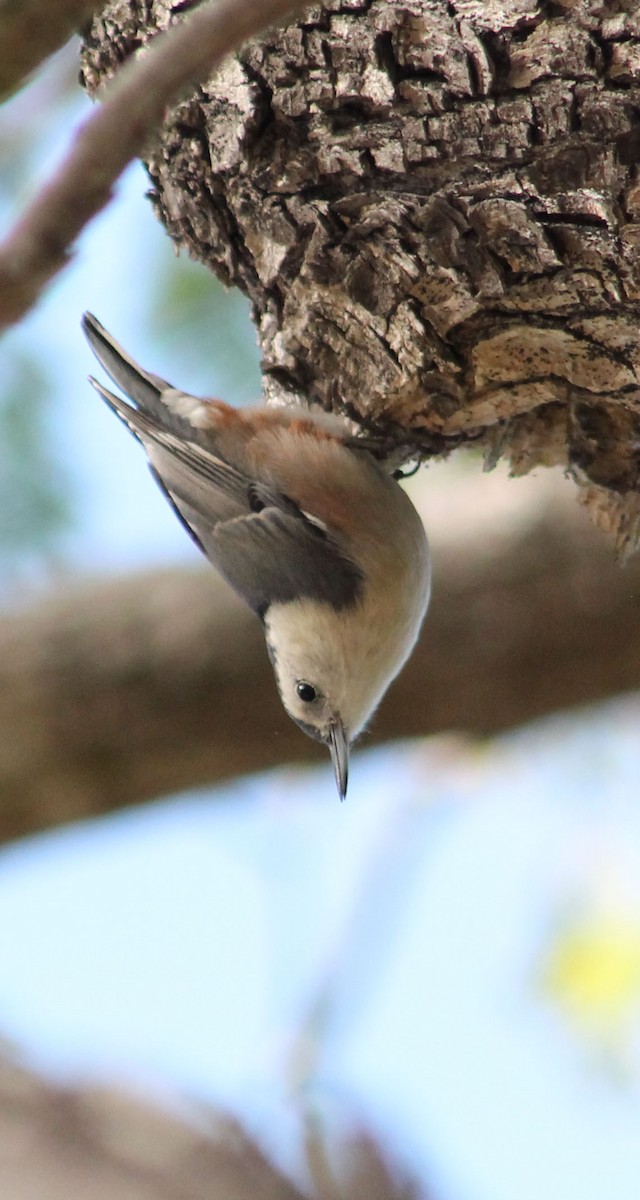 Beyaz Göğüslü Sıvacı - ML646169622