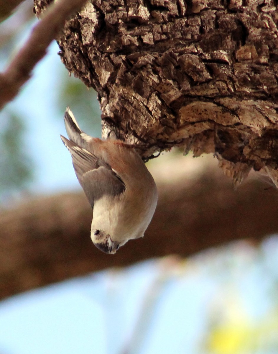 Beyaz Göğüslü Sıvacı - ML646169623