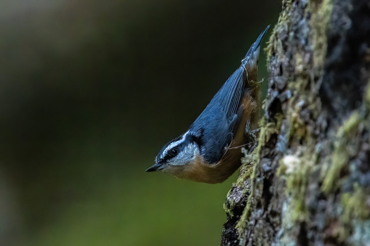 Kanada Sıvacısı - ML646169624