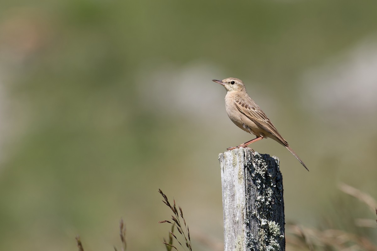 Kır İncirkuşu - ML646169625