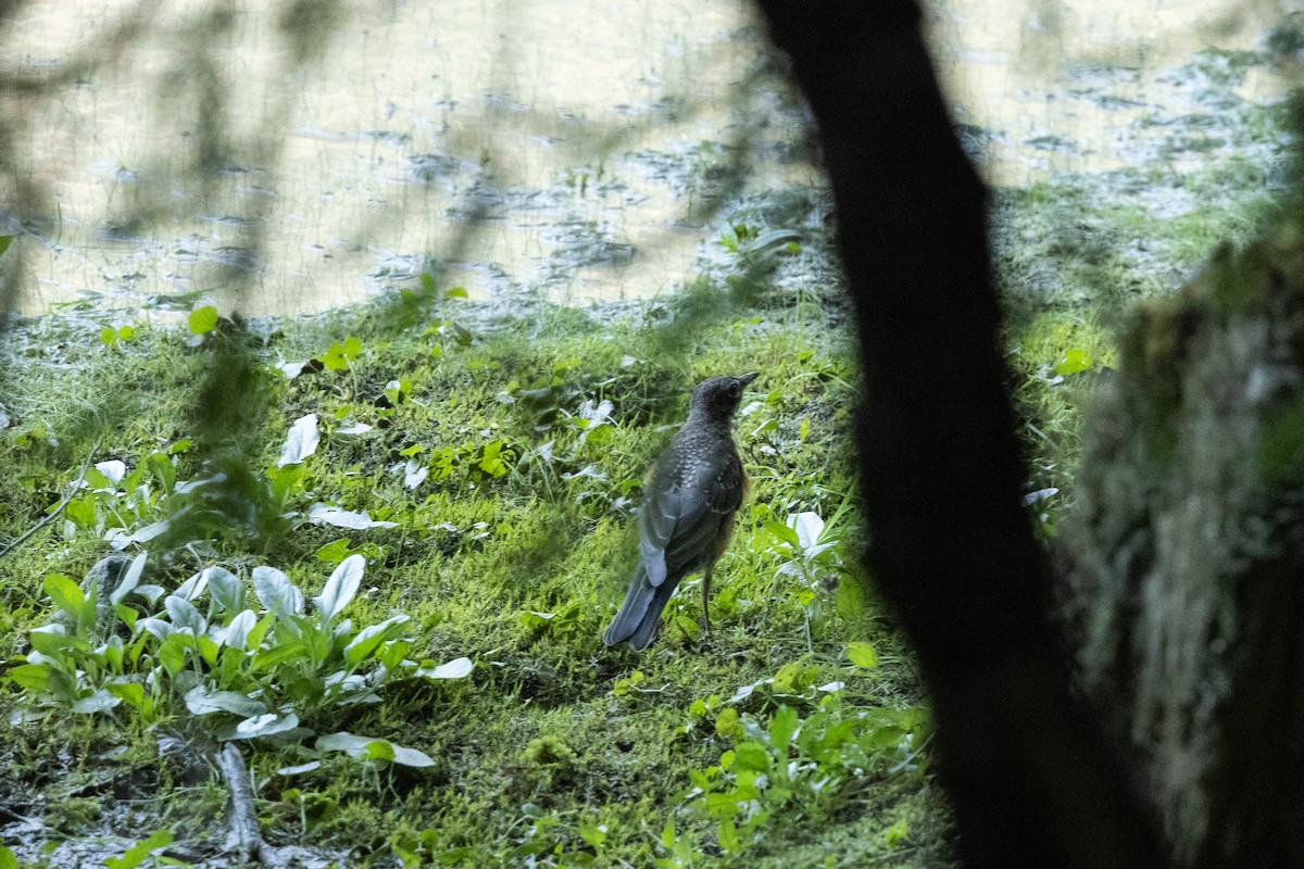 Göçmen Ardıç - ML646169626