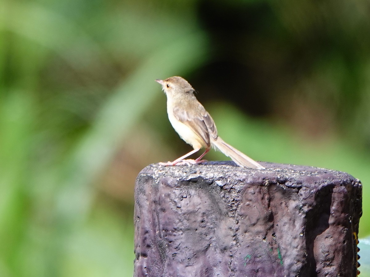 Akça Prinya - ML646169627