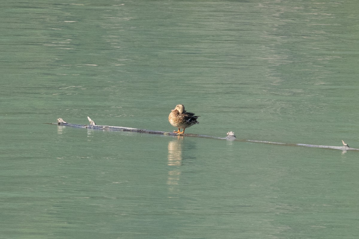 Yeşilbaş - ML646169629