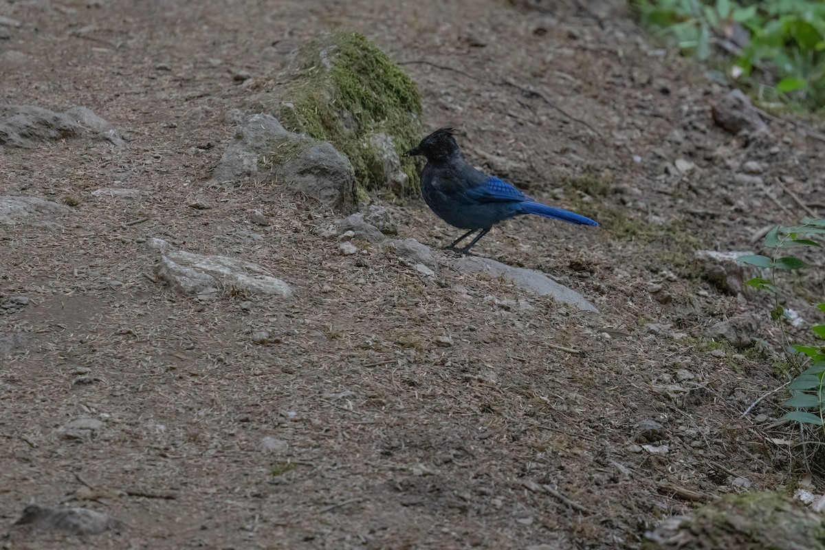 Steller's Jay - ML646169630