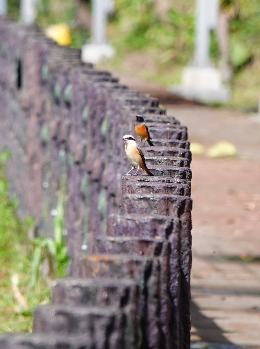 Gri Başlı Kızılkuyruk - ML646169631