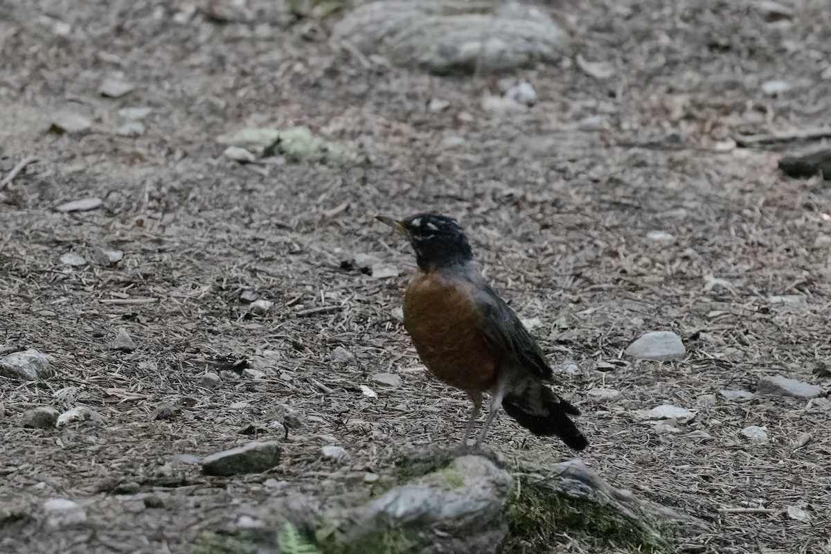 Göçmen Ardıç - ML646169632