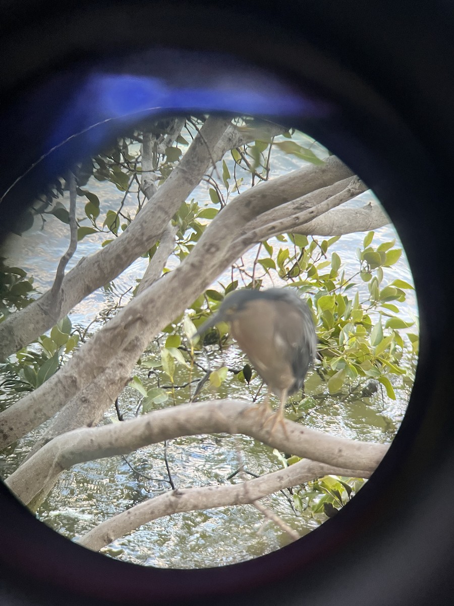 Yeşil Sırtlı Balıkçıl - ML646169634