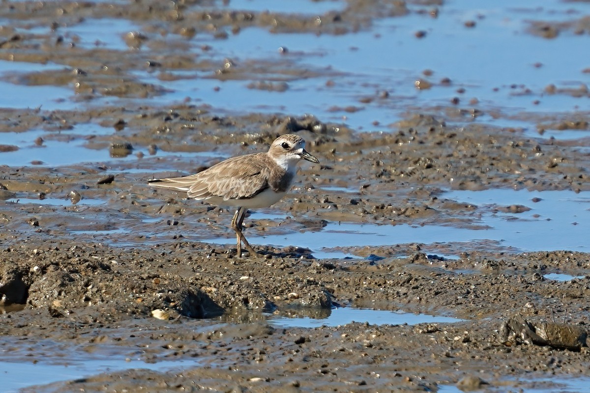 Büyük Cılıbıt - ML646169635