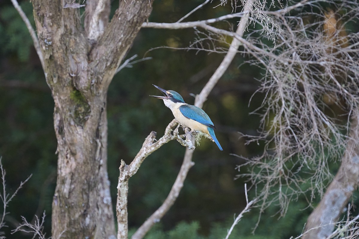 Kutsal Yalıçapkını - ML646169636