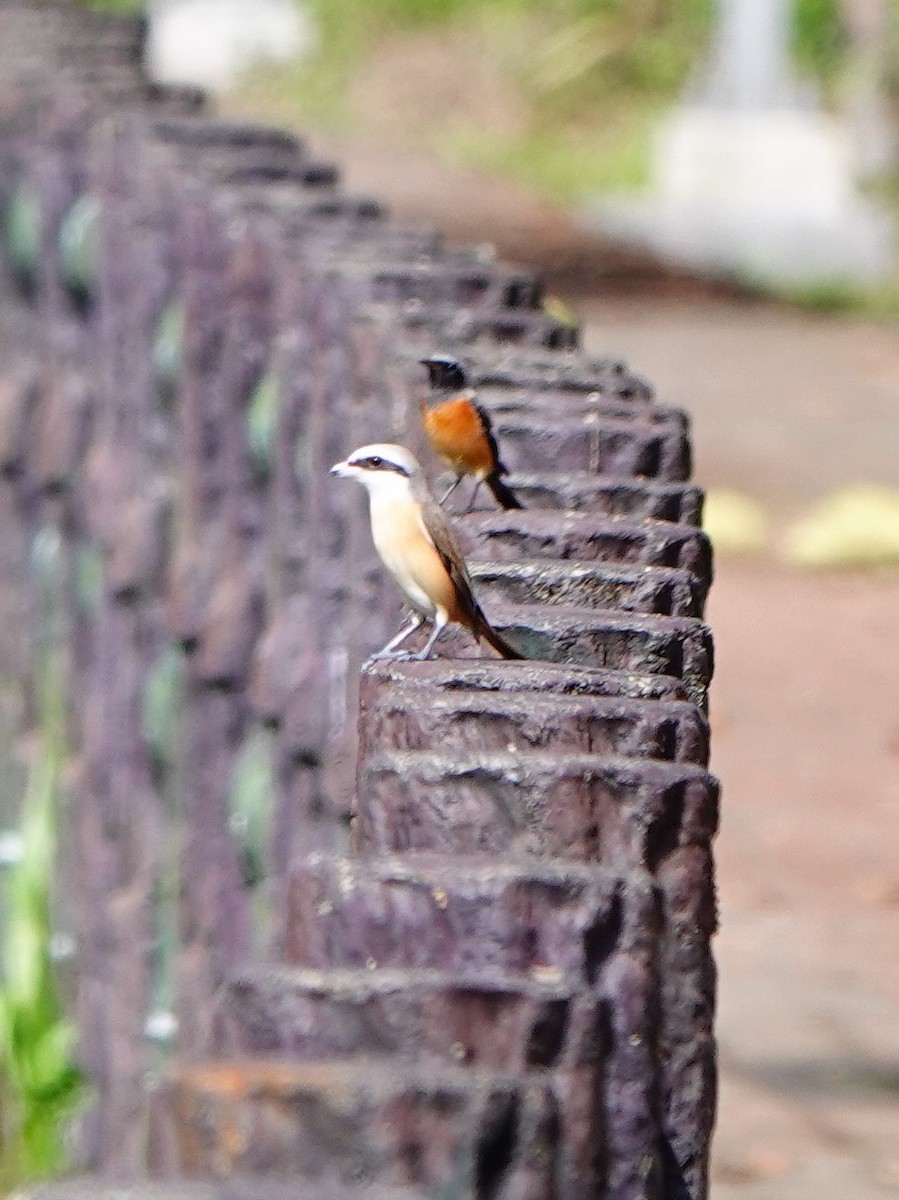 Kahverengi Örümcekkuşu - ML646169637