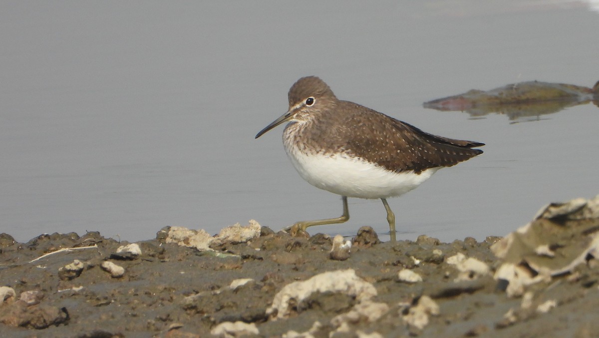 Yeşil Düdükçün - ML646169638