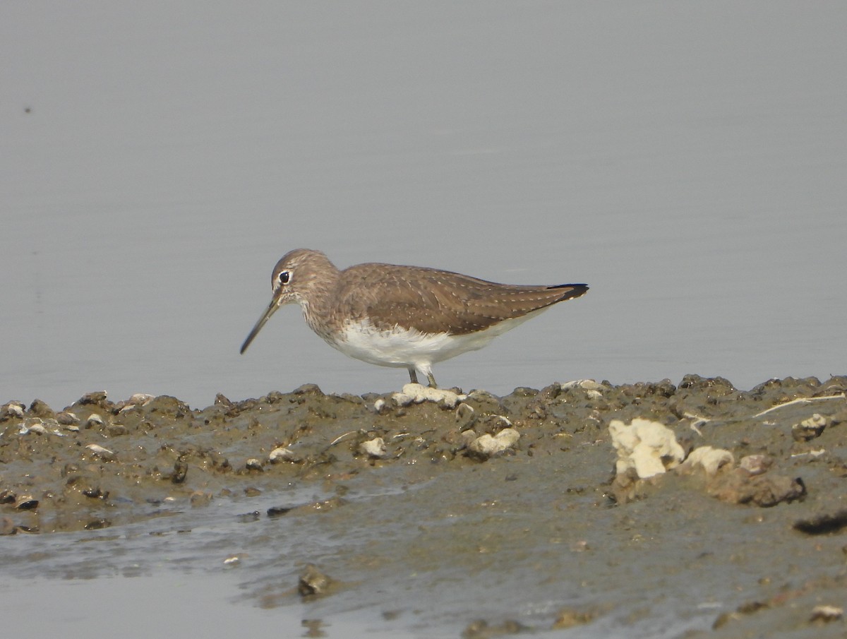 Yeşil Düdükçün - ML646169639