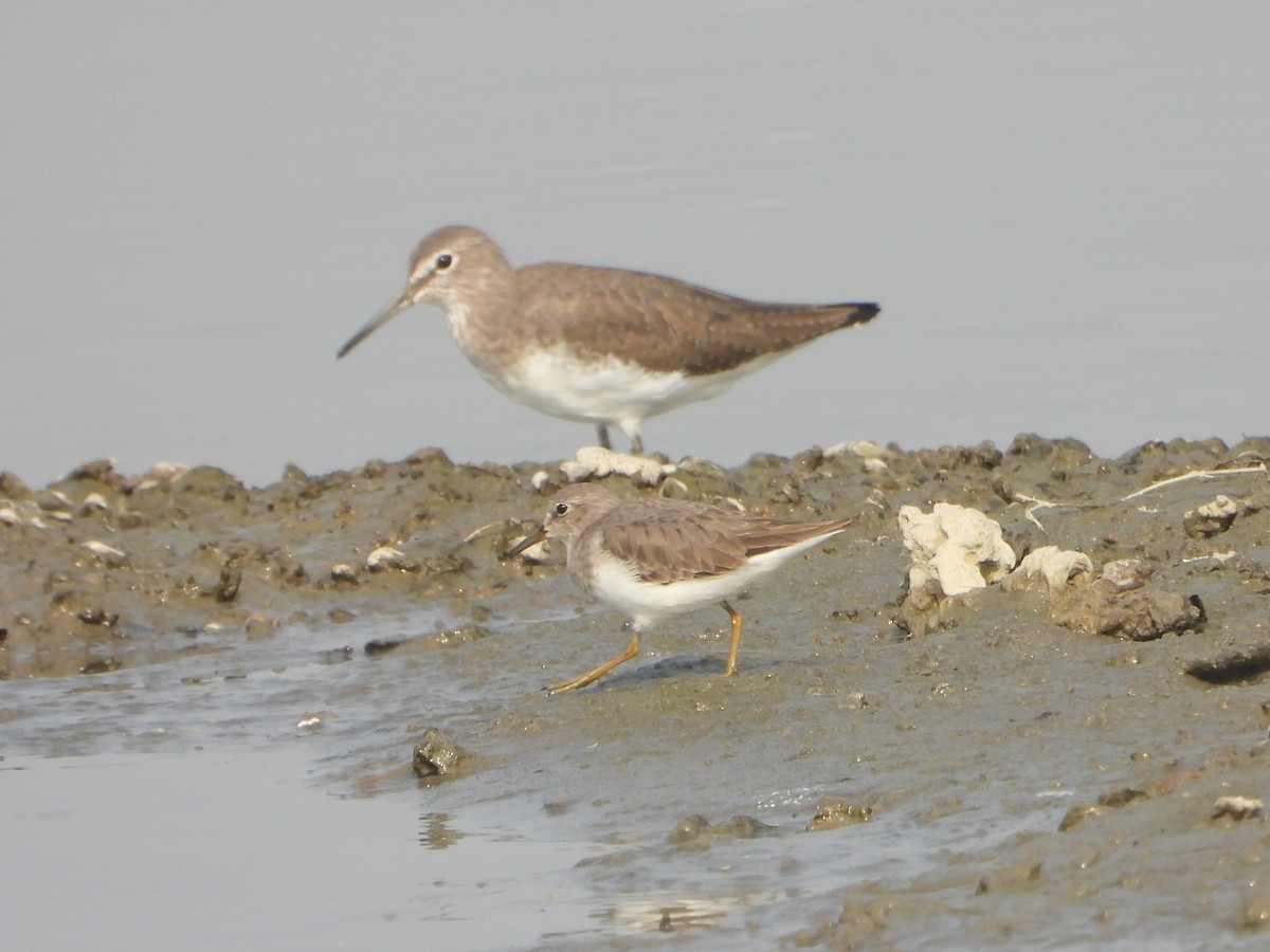 Yeşil Düdükçün - ML646169640