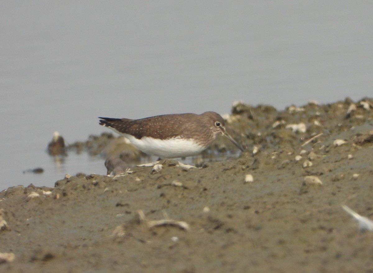 Yeşil Düdükçün - ML646169641