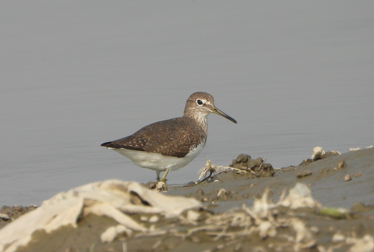 Yeşil Düdükçün - ML646169642