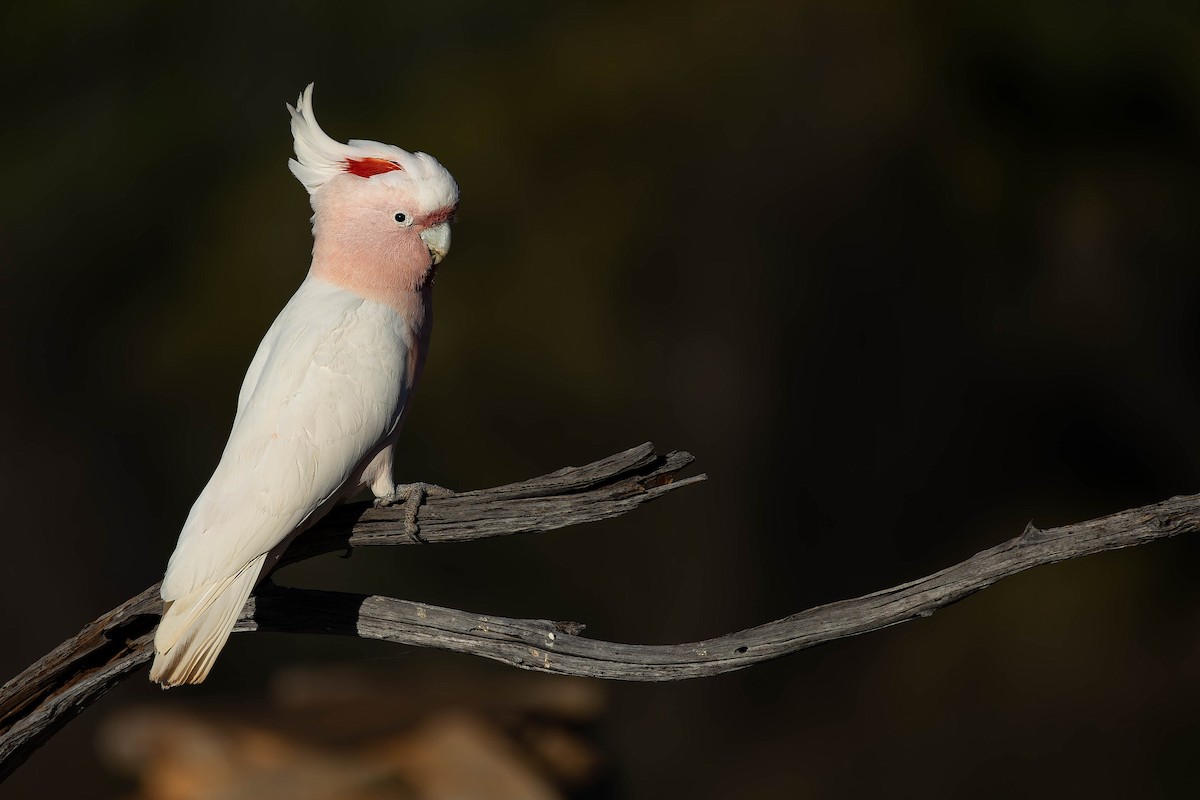 Pembe Kakadu - ML646169643