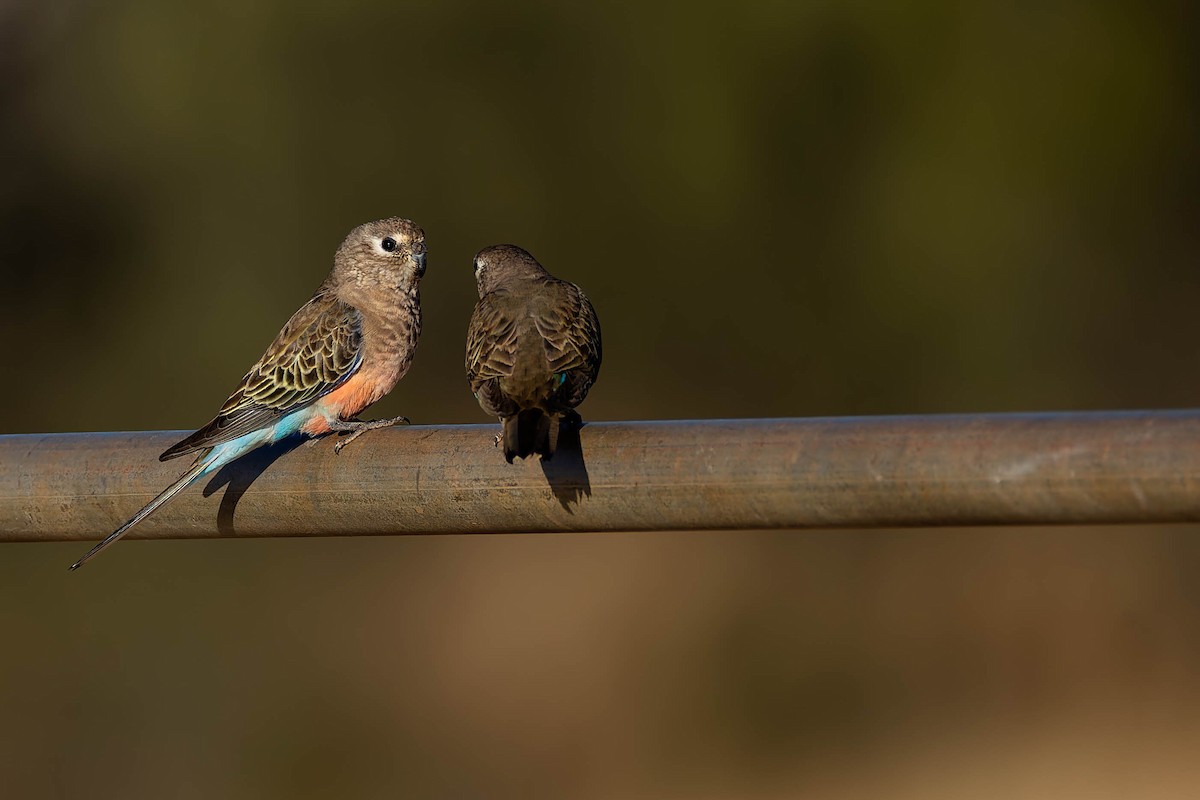 Bourke Papağanı - ML646169645