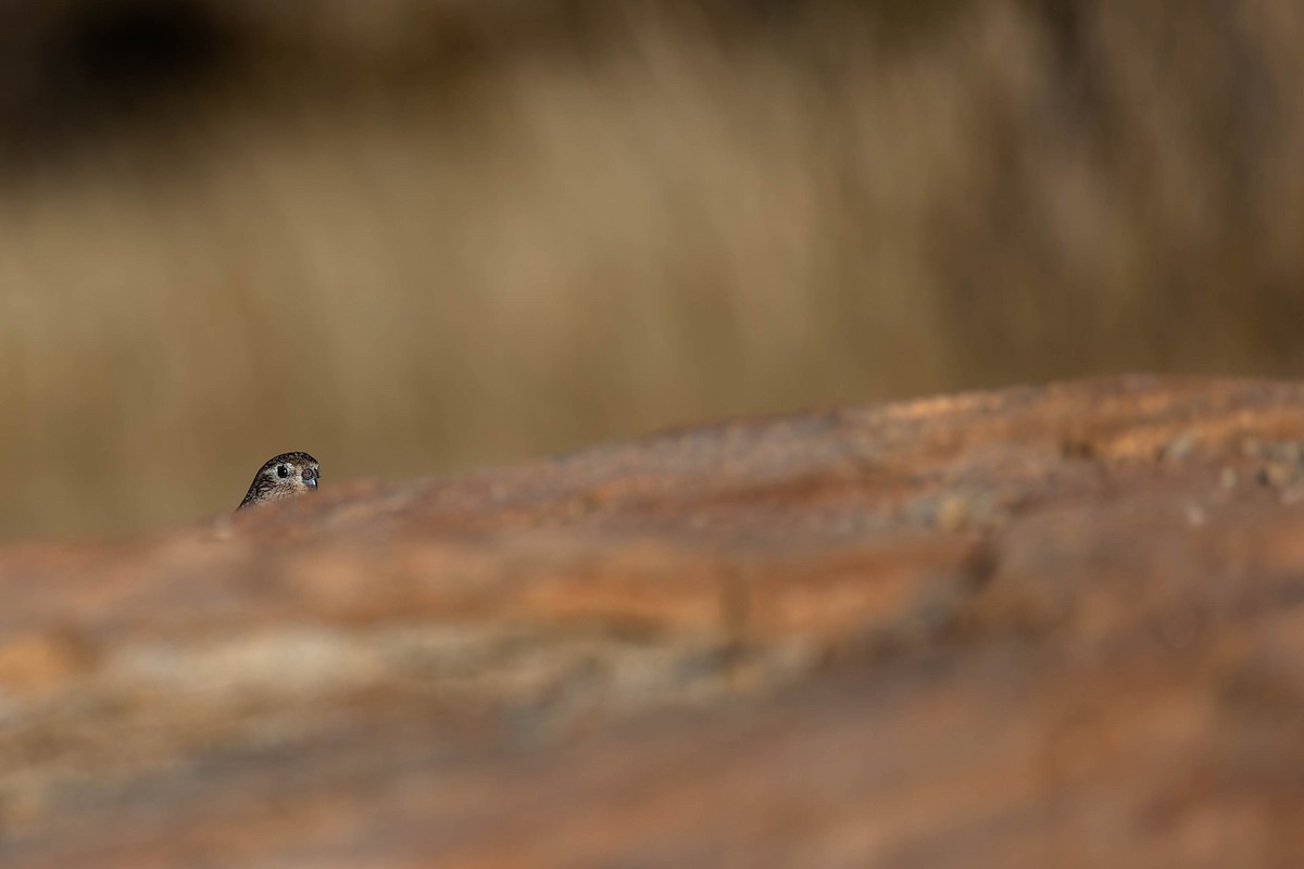 Bourke Papağanı - ML646169646