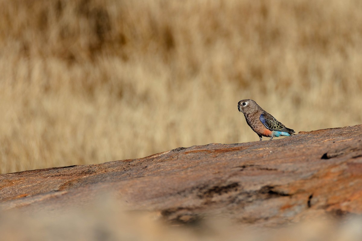 Bourke Papağanı - ML646169647