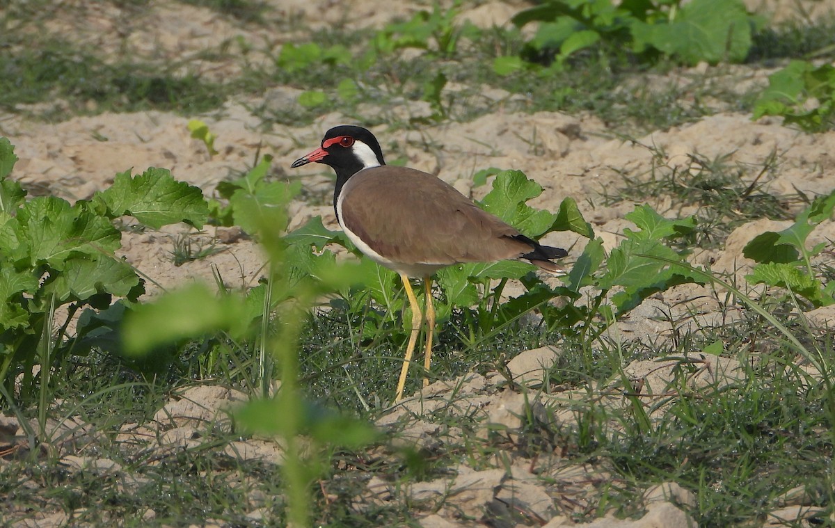 Büyük Kızkuşu - ML646169648