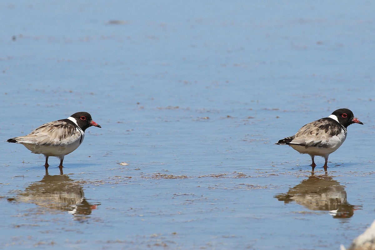 Kara Başlı Cılıbıt - ML646169649