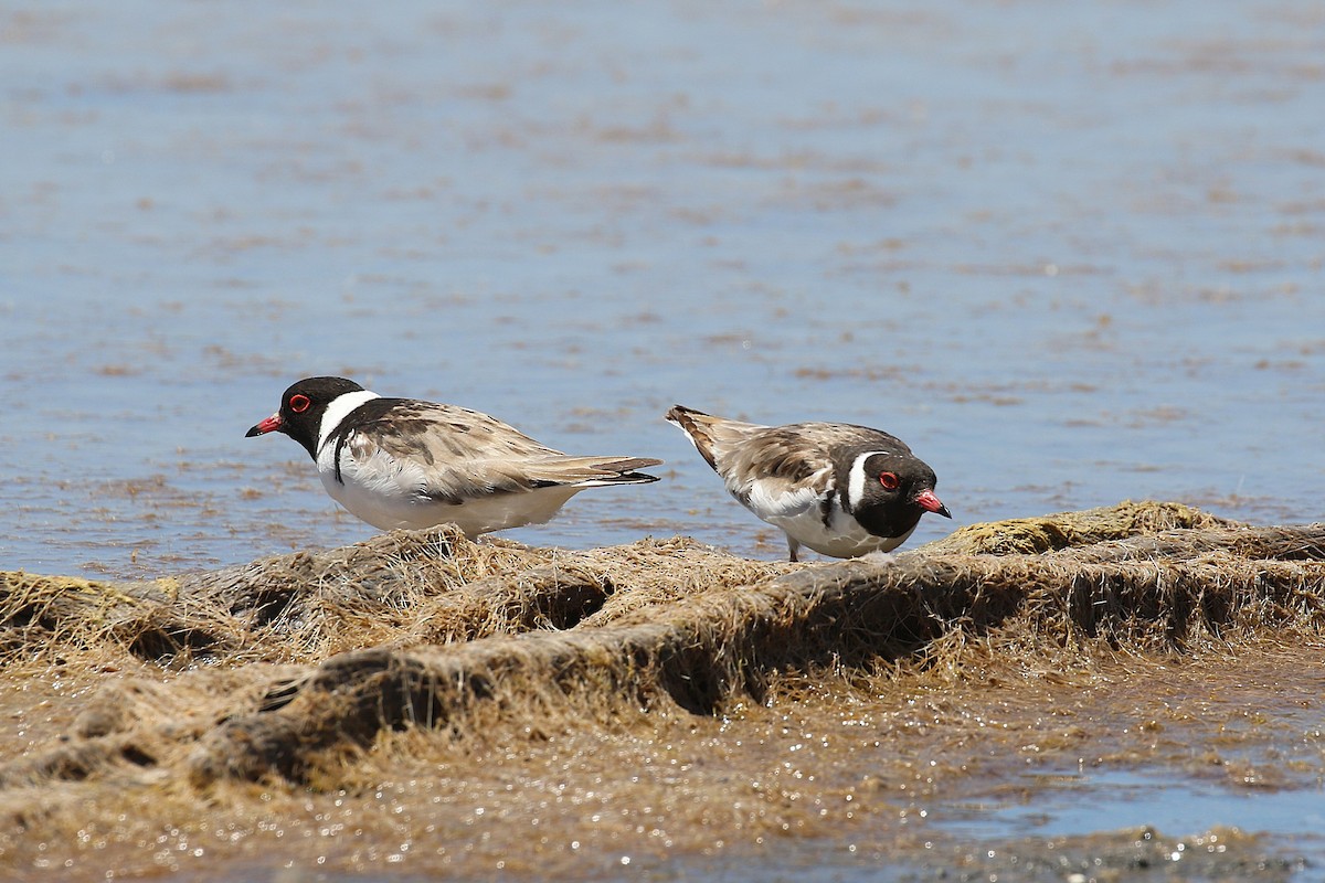 Kara Başlı Cılıbıt - ML646169650
