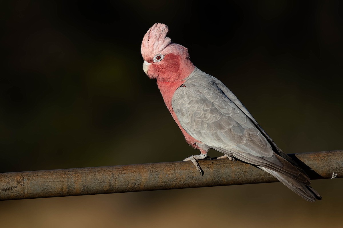 Gül Rengi Kakadu - ML646169651