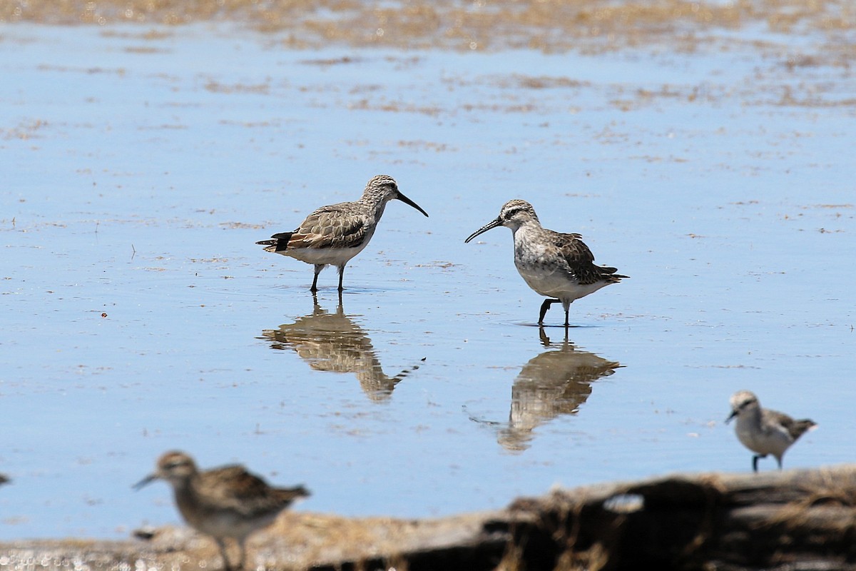 Kızıl Kumkuşu - ML646169652