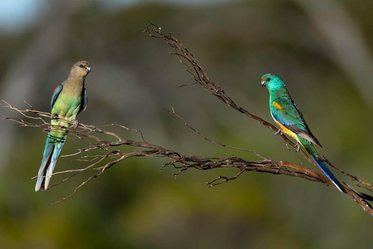 Mulga Papağanı - ML646169653